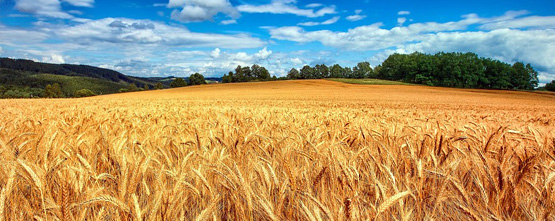Плющение и консервирование зерна, хранение, мини элеватор
