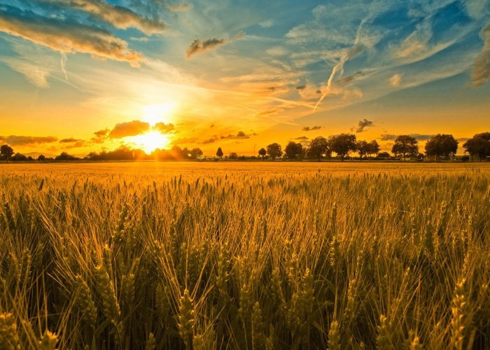 Кормовая добавка для корнажа