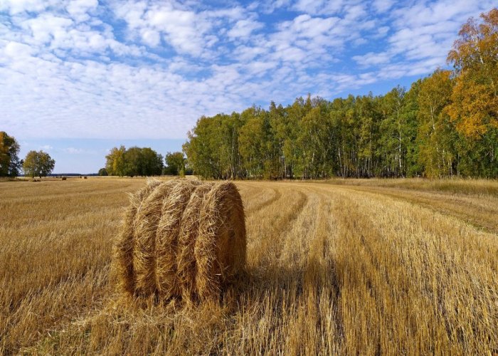 Химический консервант для мелассы