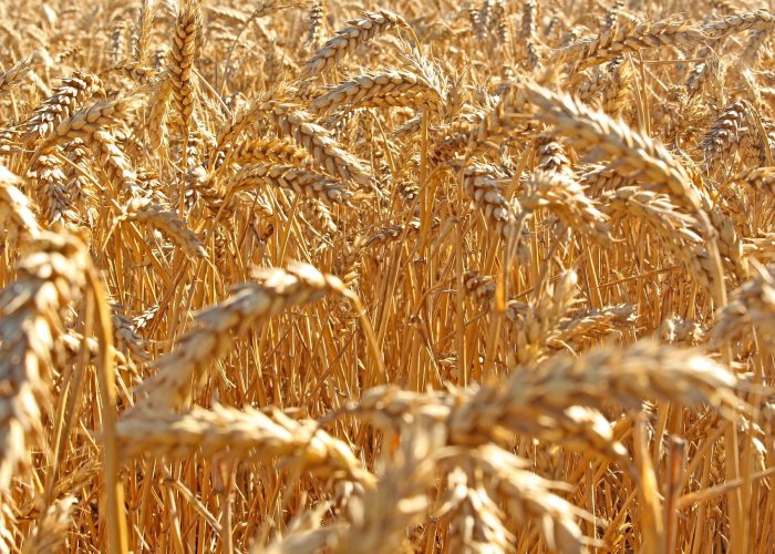 Кормовая добавка для жмыха