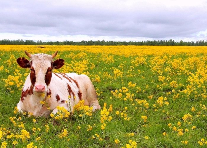 Силосейв Север, химический консервант, 1200 кг