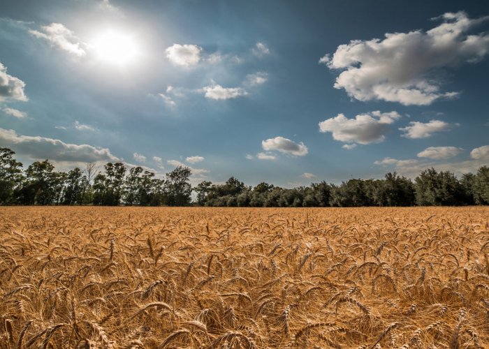 Кормовая добавка для жома