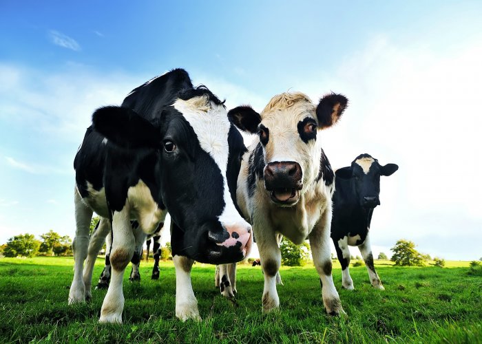 Силосейв Стопнагрев, химический консервант для консервации и силосования, 1000 кг