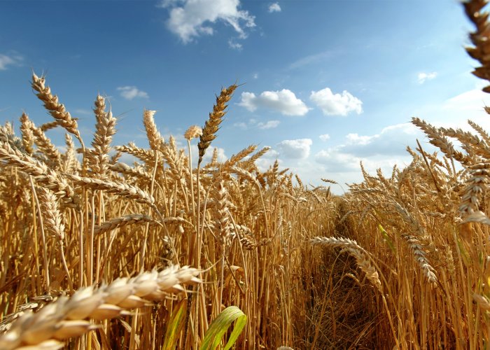 Силосейв Стопнагрев, химический консервант для консервации и силосования, 220 кг