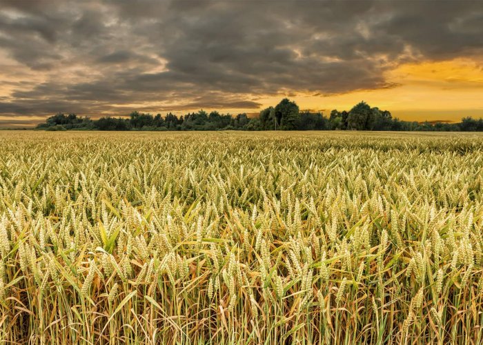 Химический консервант для жома
