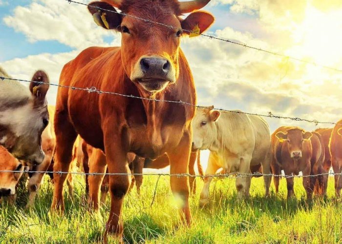 Консервант Биомин Биостабил Майс POWER для зеленой массы и кукурузы разной зрелости, 1000 г