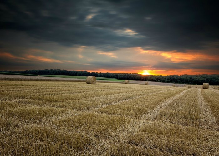 Кормовая добавка для зерносенажа