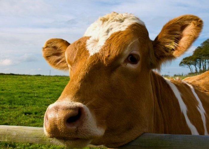 Биомин БиоСтабил Плюс для заготовки силоса из многолетних злаковых трав, 1 кг (на 250 т фуража)