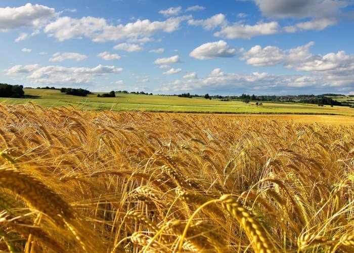 Кормовая добавка для мелассы