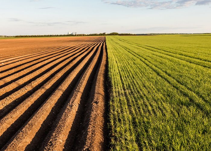 Силосейв Пропио 5, химический консервант для консервации фуражного зерна, 240 кг