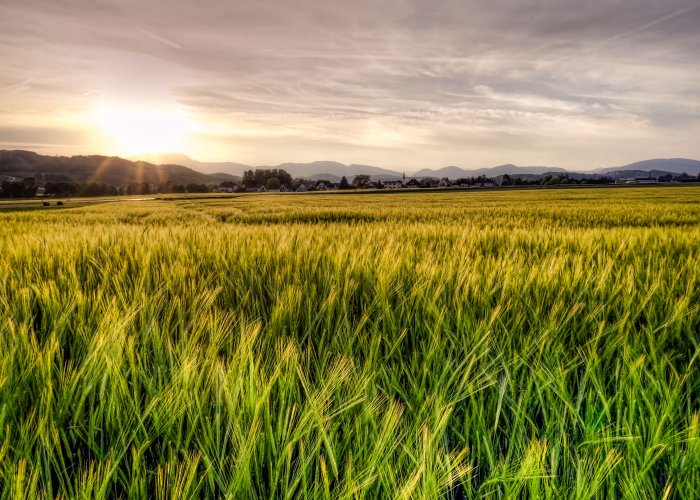 Кормовая добавка для дробины