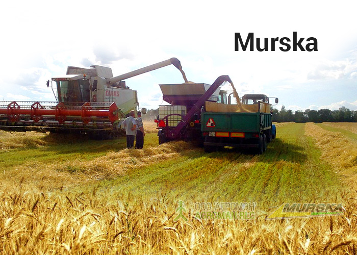 Как выбрать мельницу Murska для приготовления кормов из плющеного зерна?