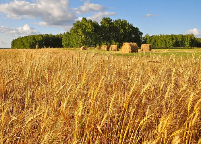 Химический консервант для дробины