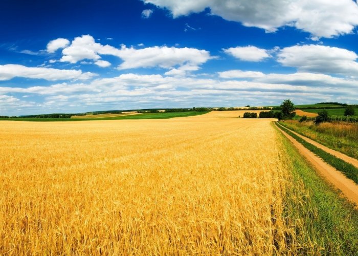 Силосейв Север, химический консервант, 260 кг