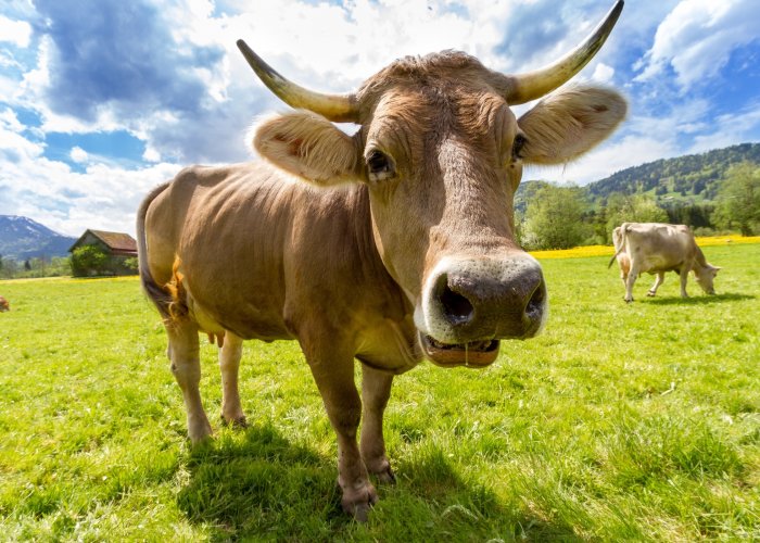 Химический консервант ФОРМАСИД 3