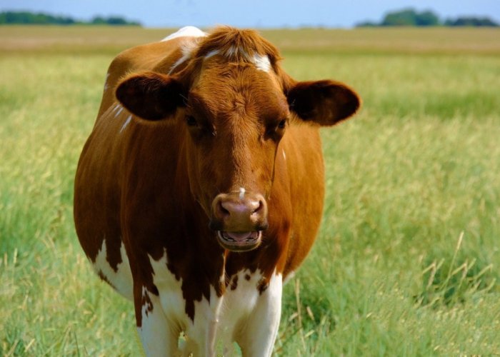 Берзайм Р 50000