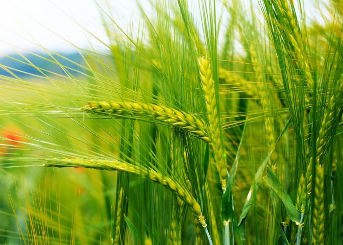 Ферментный препарат ГлюкоЛюкс -F