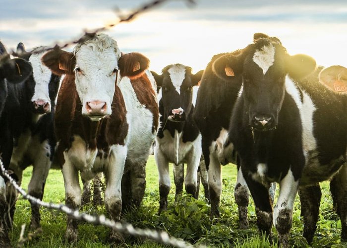 Кормомикс ЭНЗИМ