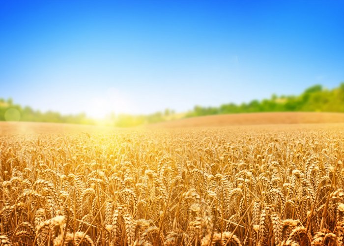 Силосейв Ацидо Плюс, химический консервант, 260 кг