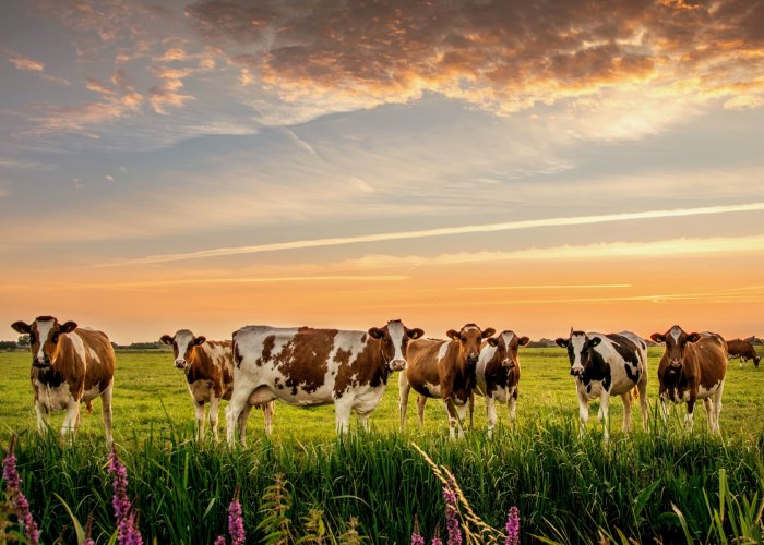 Фидбест Р5000 GT