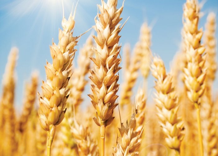 Ферментный препарат Фидбест W