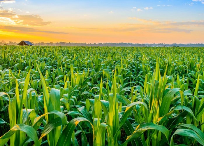 Ферментный препарат Фидбест WР