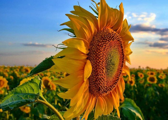 Ферментный препарат ЦеллоЛюкс-F