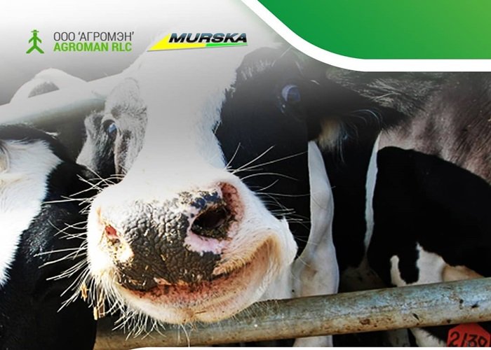 Что вы не знали о коровах 