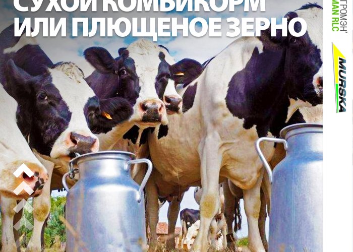 Плющение, упаковка и консервирование свекловичного жома для корма КРС