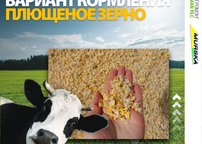 Упаковка в рукава консервированное плющеное зерно