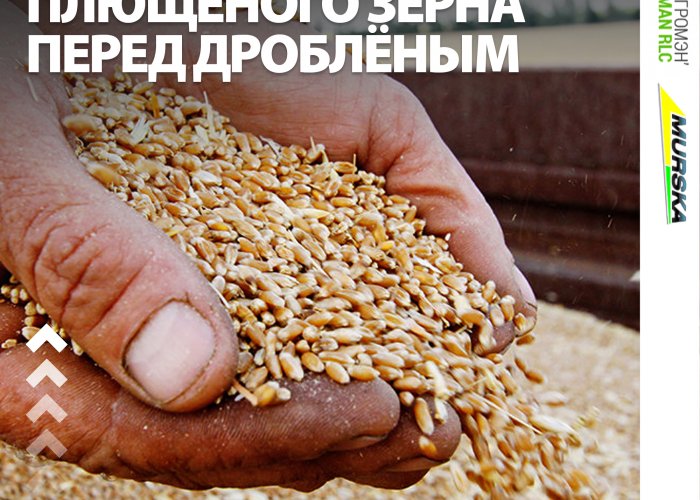 Услуги плющения влажного зерна и упаковка в рукава