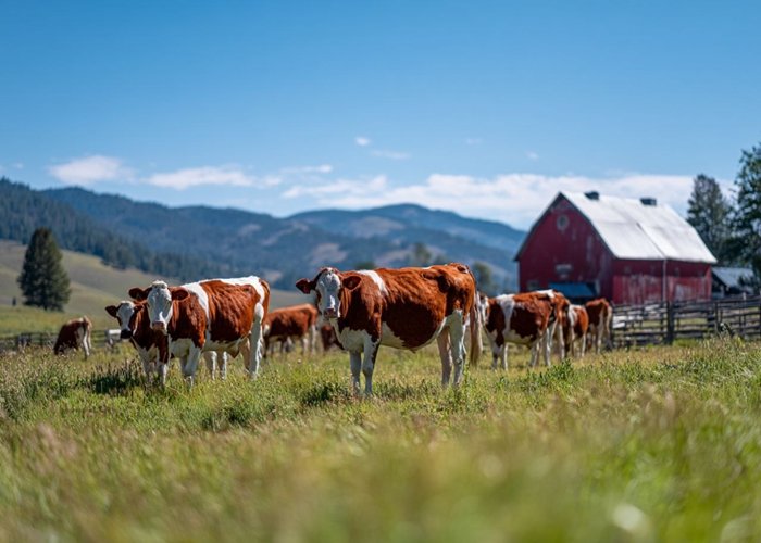  Консерванты для плющеного зерна
