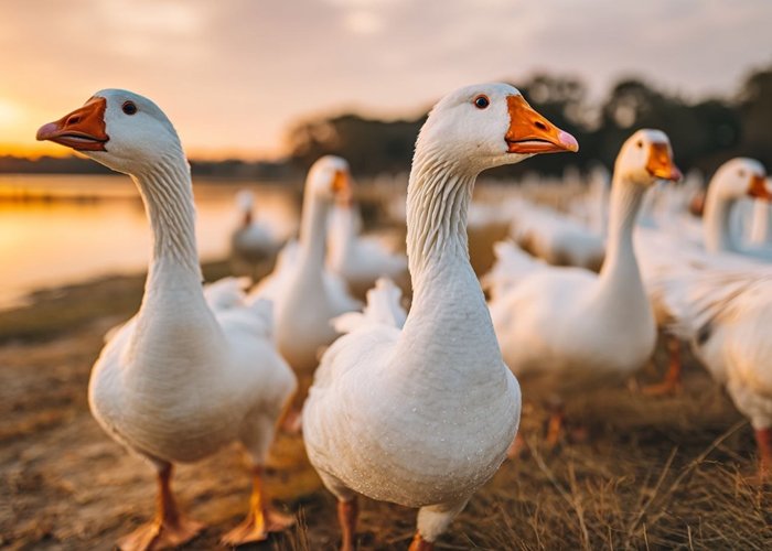 Корма для гусей из плющеного зерна