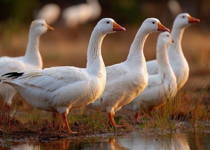  Корма для гуся из плющеного зерна