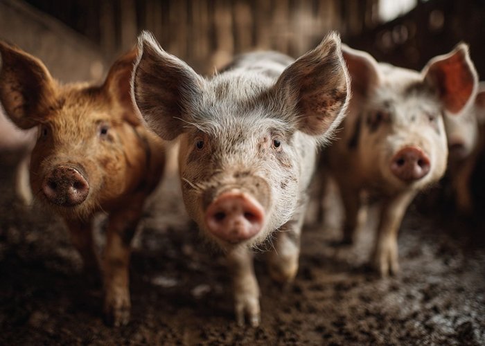 Корма для хряков из плющеного зерна