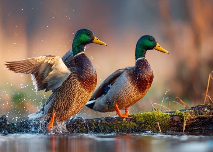 Корма для уток из плющеного зерна