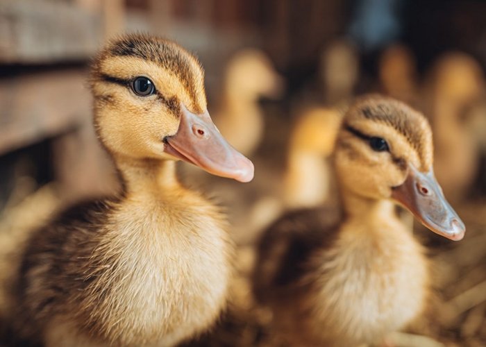 Корма для утят из плющеного зерна