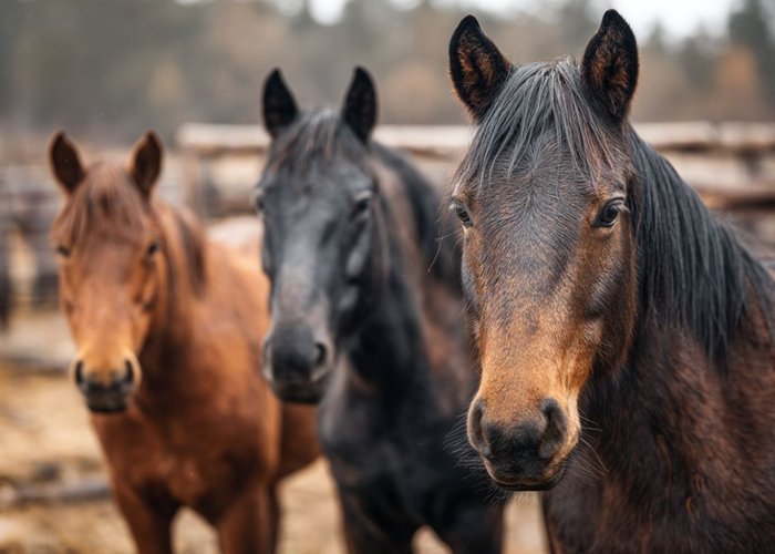 Корма для жеребят из плющеного зерна