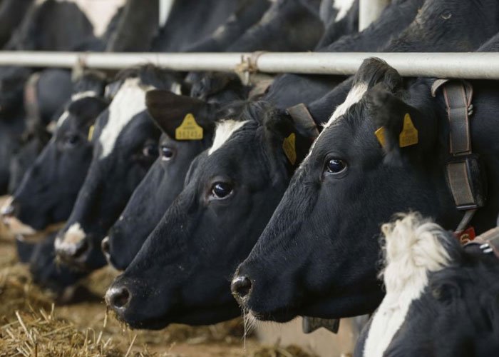 Производственные испытания по изучению эффективности использования плющеного консервированного ячменя в рационах молочных коров Вологодской области