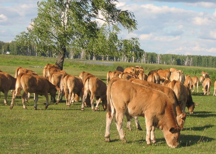 Использование плющеного зерна в кормлении крупного рогатого скота (всесторонний анализ)