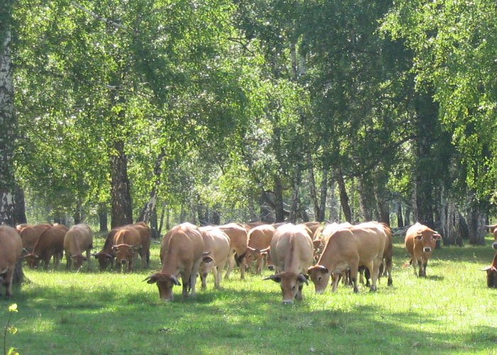 О кормлении крупного рогатого скота плющеным зерном 