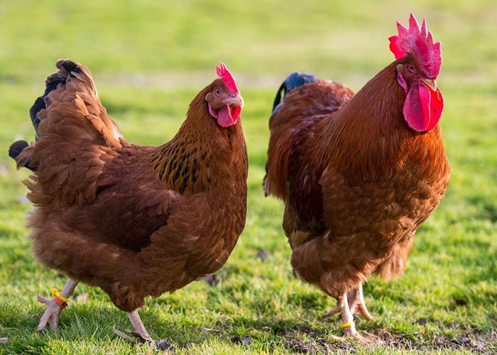 Усваиваемость и кормовая ценность плющеного ячменя у взрослых петухов и растущих бройлеров