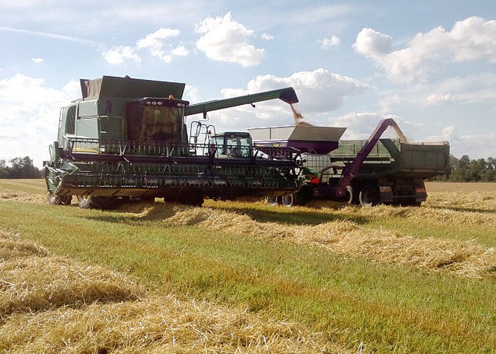 Murska - технология - преимущества корма из плющеного фуражного зерна