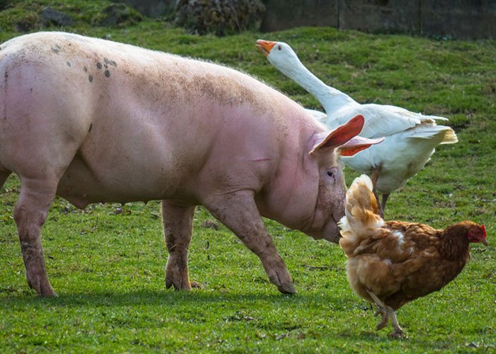 Консервированный ячмень - корм для свиней и птицы (часть 1)