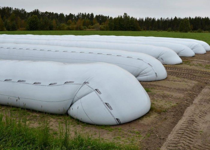 Закладка плющеного зерна на силос