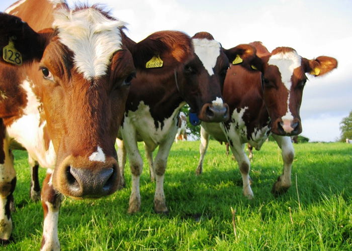 Плющение зерна - технология рентабельного животноводства (опыт российских хозяйств)