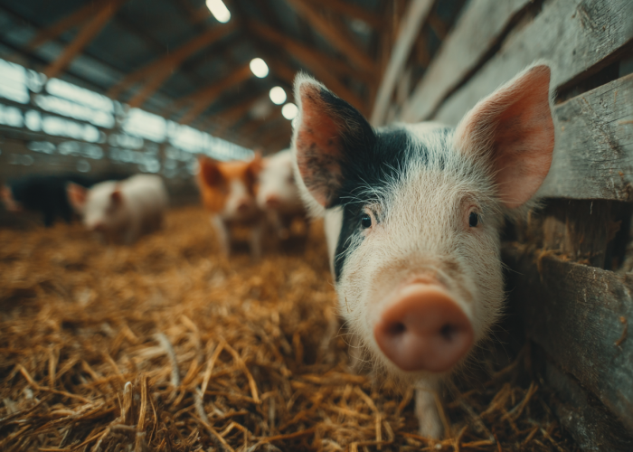 Плющенное зерно для бройлеров