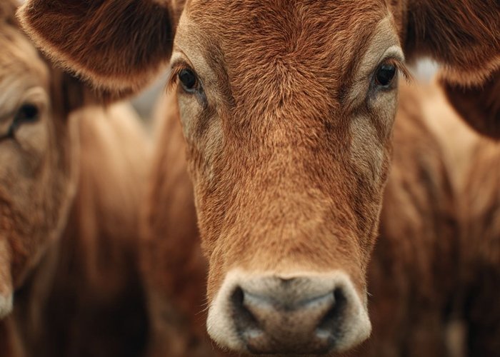 Увеличение привесов животных и птицы от кормов из плющеного зерна