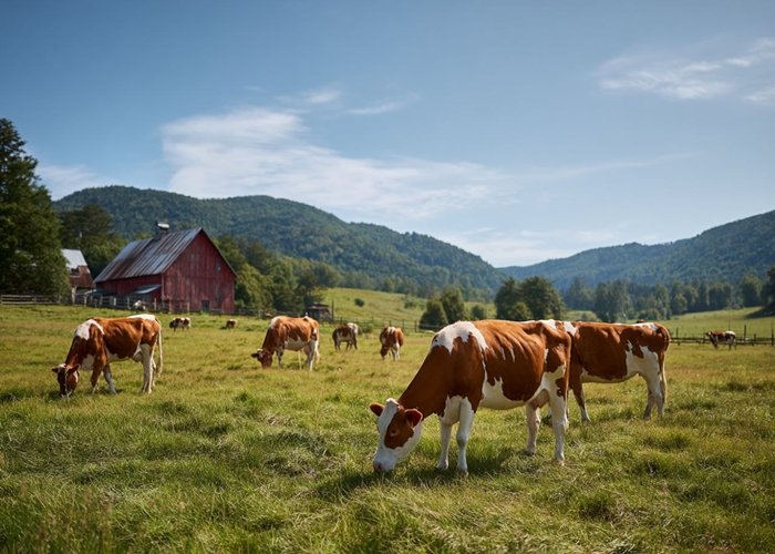 Заготовка корма для скота из плющеного зерна